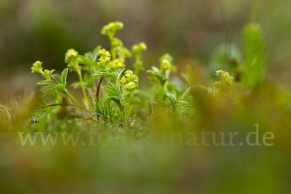 Alpen-Frauenmantel (Alchemilla alpina)