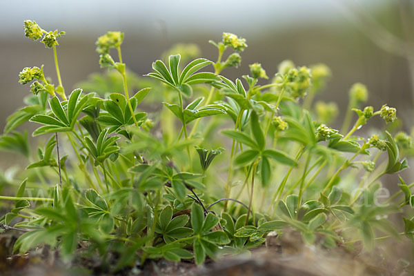 Alpen-Frauenmantel (Alchemilla alpina)