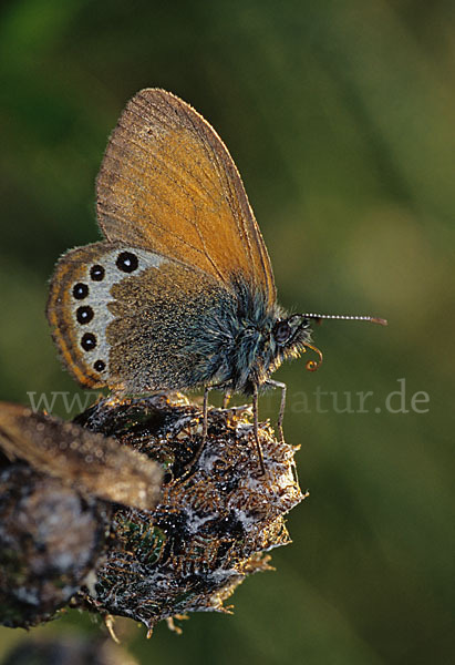 Alpen-Heufalter (Coenonympha gardetta)