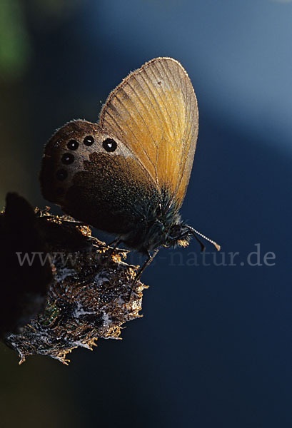 Alpen-Heufalter (Coenonympha gardetta)