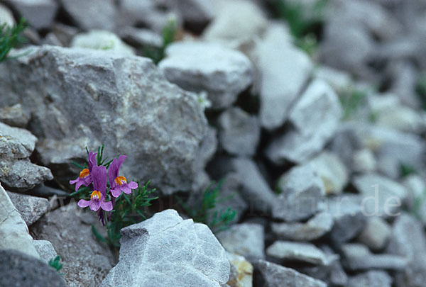 Alpen-Leinkraut (Linaria alpina)