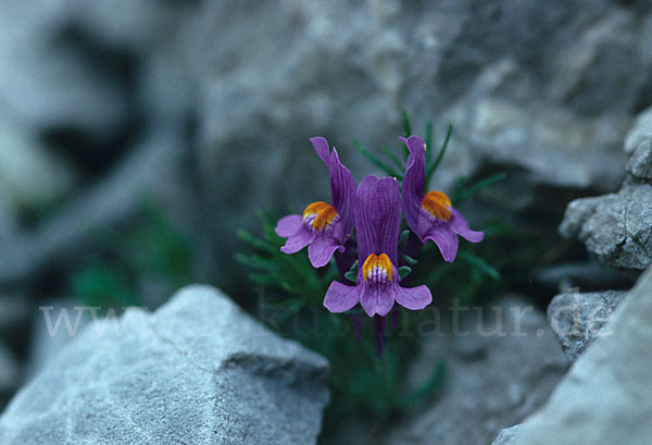 Alpen-Leinkraut (Linaria alpina)