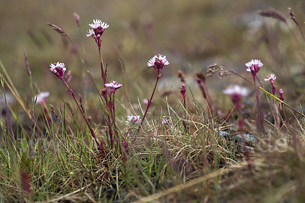 Alpen-Lichtnelke (Lychnis alpina)