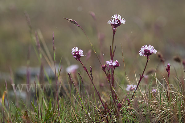 Alpen-Lichtnelke (Lychnis alpina)