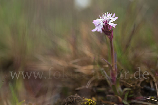 Alpen-Lichtnelke (Lychnis alpina)