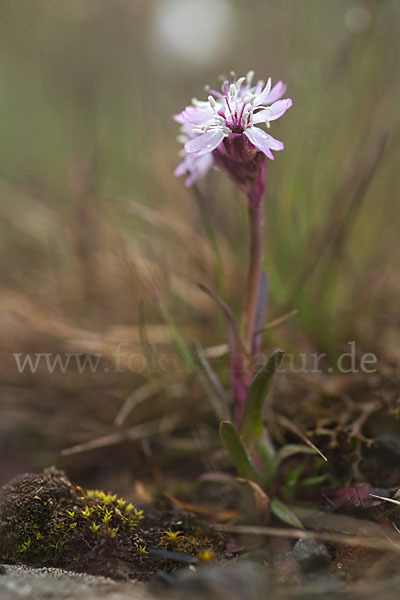 Alpen-Lichtnelke (Lychnis alpina)