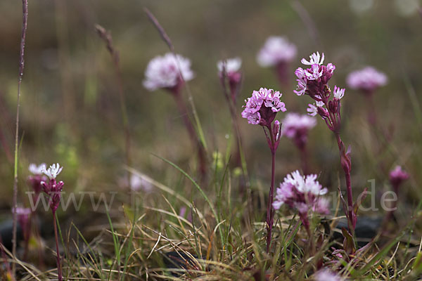 Alpen-Lichtnelke (Lychnis alpina)