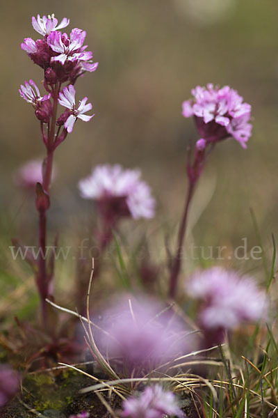 Alpen-Lichtnelke (Lychnis alpina)