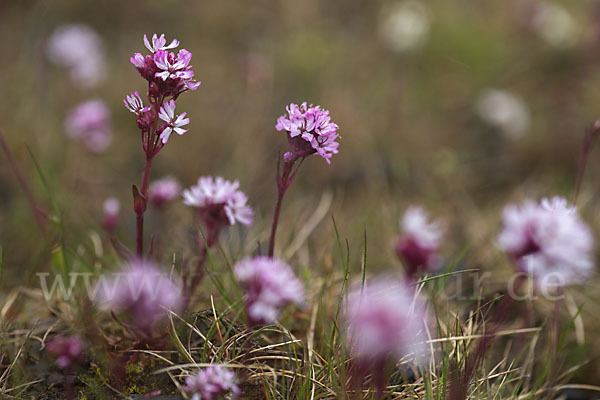 Alpen-Lichtnelke (Lychnis alpina)