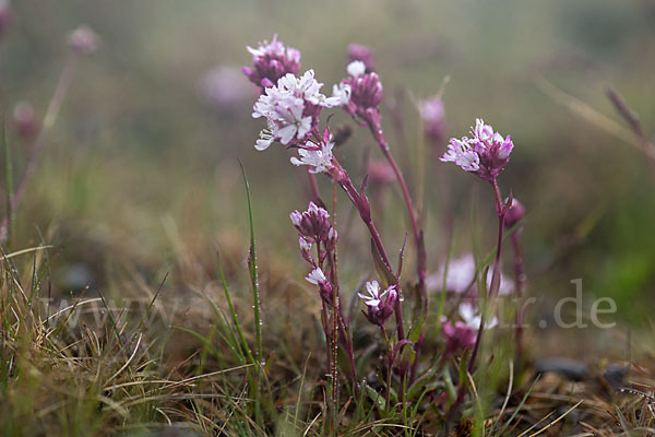 Alpen-Lichtnelke (Lychnis alpina)