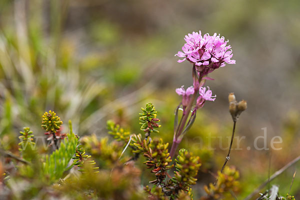 Alpen-Lichtnelke (Lychnis alpina)