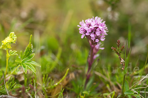 Alpen-Lichtnelke (Lychnis alpina)