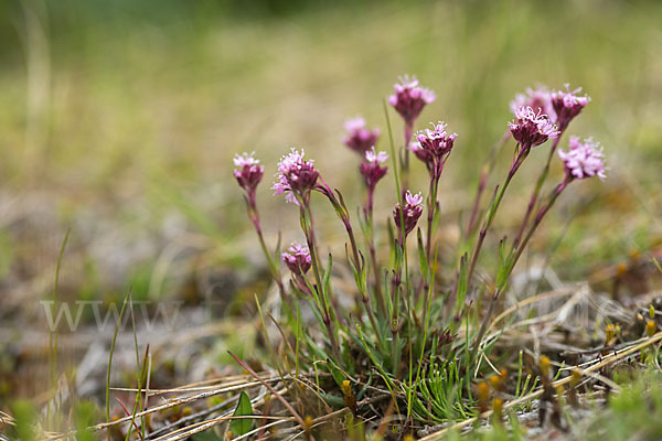 Alpen-Lichtnelke (Lychnis alpina)