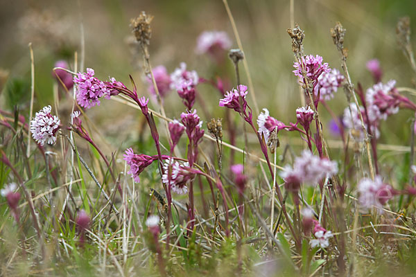 Alpen-Lichtnelke (Lychnis alpina)