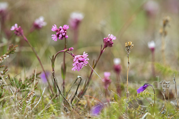 Alpen-Lichtnelke (Lychnis alpina)