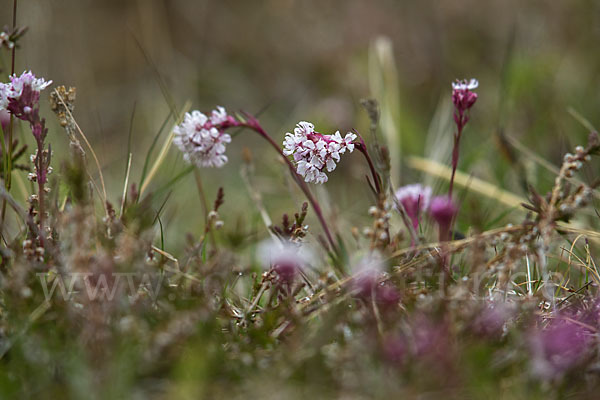 Alpen-Lichtnelke (Lychnis alpina)