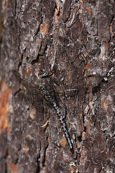 Alpen-Mosaikjungfer (Aeshna caerulea)