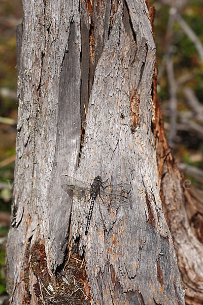 Alpen-Mosaikjungfer (Aeshna caerulea)