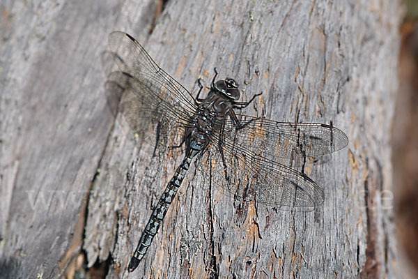 Alpen-Mosaikjungfer (Aeshna caerulea)