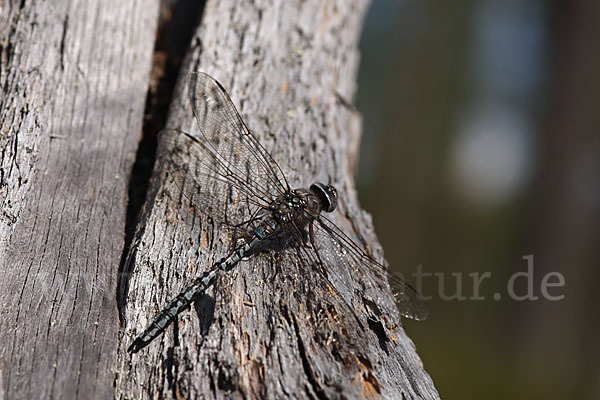 Alpen-Mosaikjungfer (Aeshna caerulea)