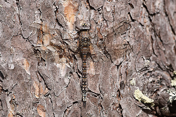 Alpen-Mosaikjungfer (Aeshna caerulea)