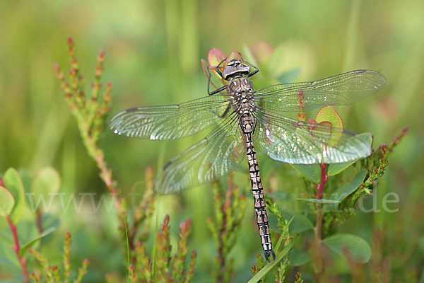 Alpen-Mosaikjungfer (Aeshna caerulea)