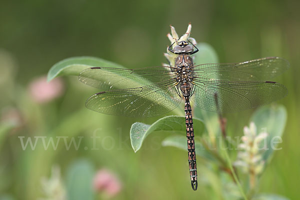 Alpen-Mosaikjungfer (Aeshna caerulea)