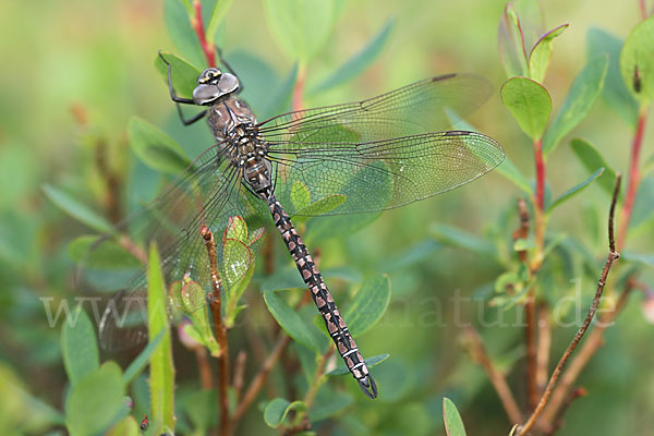 Alpen-Mosaikjungfer (Aeshna caerulea)