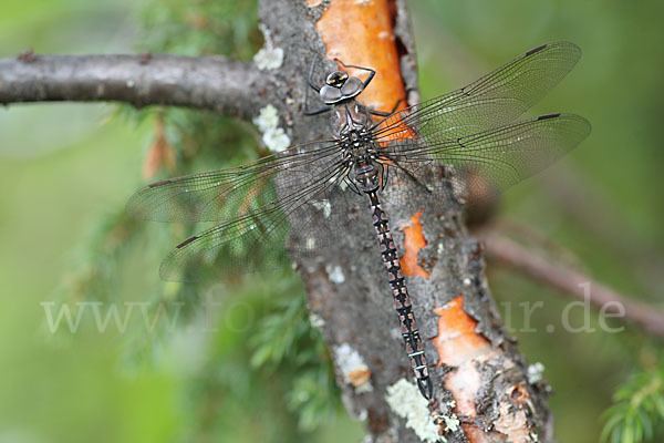 Alpen-Mosaikjungfer (Aeshna caerulea)