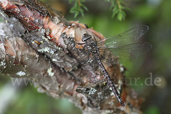 Alpen-Mosaikjungfer (Aeshna caerulea)