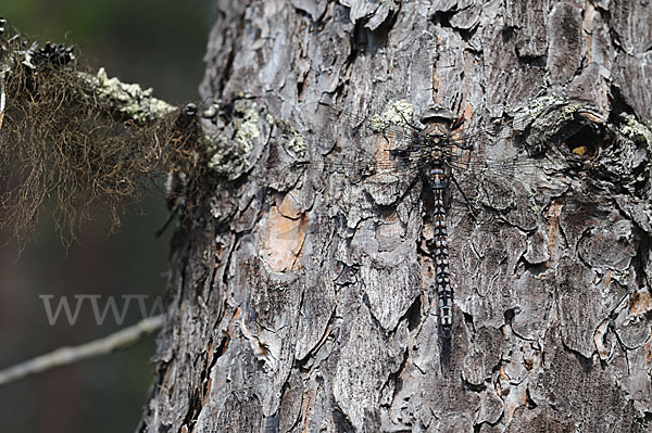 Alpen-Mosaikjungfer (Aeshna caerulea)