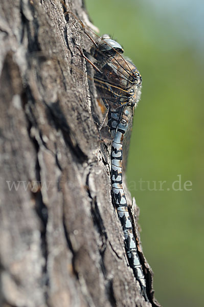 Alpen-Mosaikjungfer (Aeshna caerulea)