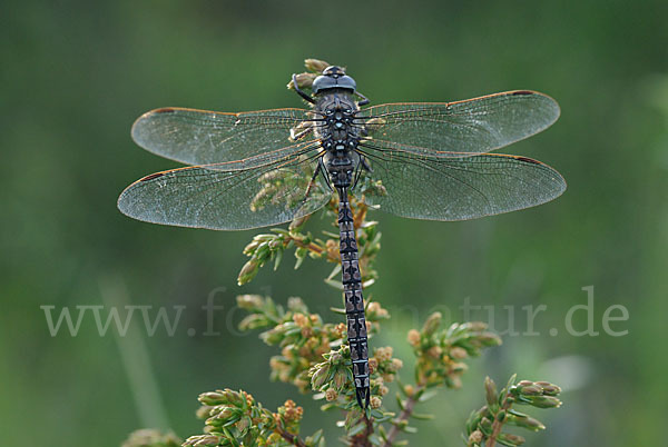 Alpen-Mosaikjungfer (Aeshna caerulea)