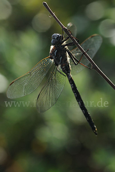 Alpen-Mosaikjungfer (Aeshna caerulea)