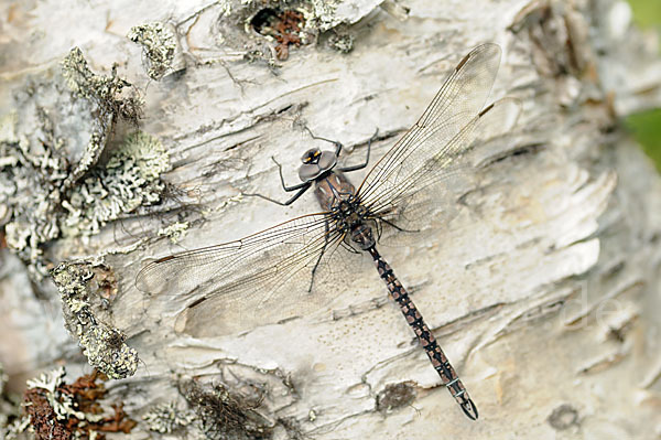 Alpen-Mosaikjungfer (Aeshna caerulea)