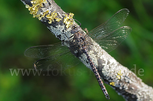 Alpen-Mosaikjungfer (Aeshna caerulea)