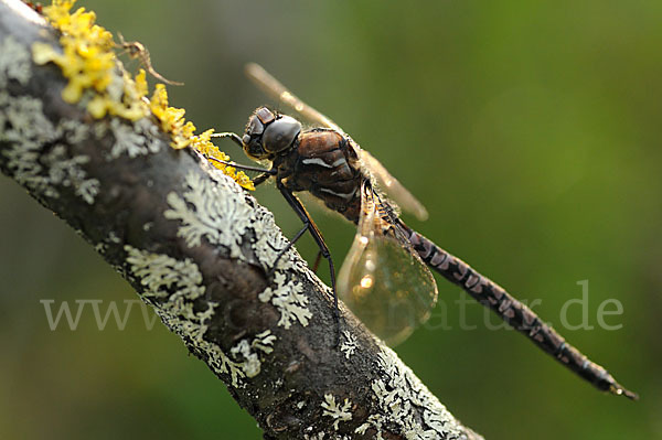 Alpen-Mosaikjungfer (Aeshna caerulea)