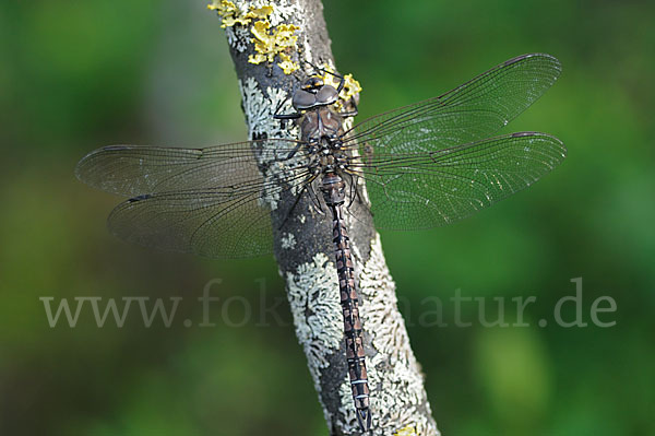 Alpen-Mosaikjungfer (Aeshna caerulea)