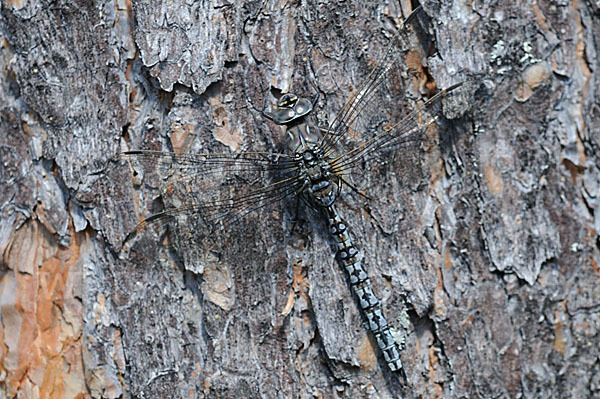 Alpen-Mosaikjungfer (Aeshna caerulea)