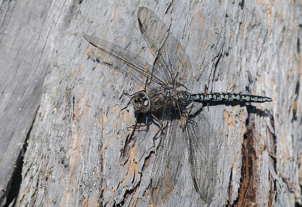 Alpen-Mosaikjungfer (Aeshna caerulea)