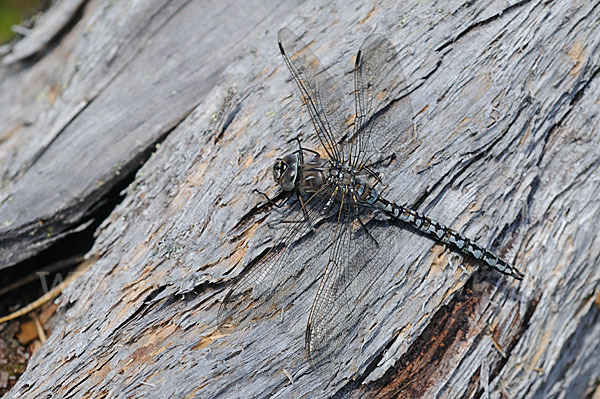 Alpen-Mosaikjungfer (Aeshna caerulea)