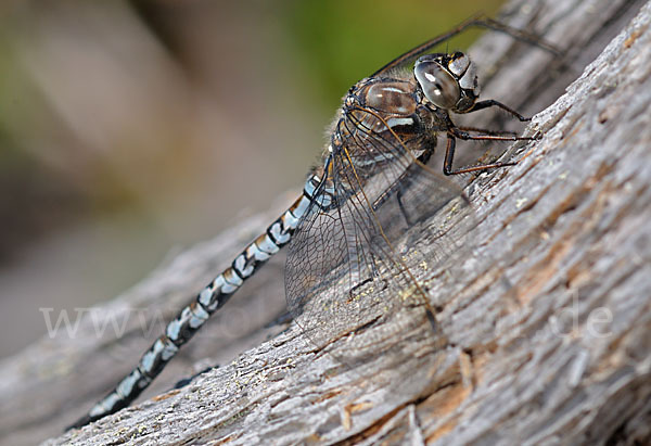 Alpen-Mosaikjungfer (Aeshna caerulea)