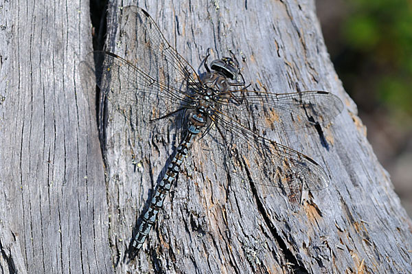 Alpen-Mosaikjungfer (Aeshna caerulea)