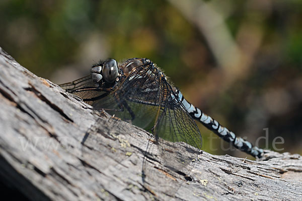 Alpen-Mosaikjungfer (Aeshna caerulea)