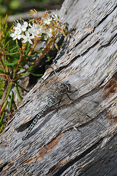 Alpen-Mosaikjungfer (Aeshna caerulea)