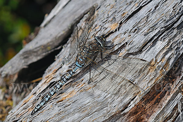 Alpen-Mosaikjungfer (Aeshna caerulea)