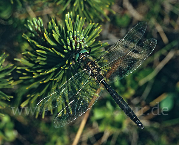 Alpen-Smaragdlibelle (Somatochlora alpestris)