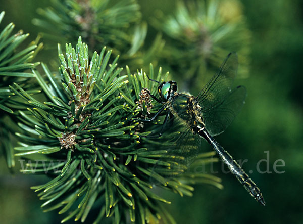 Alpen-Smaragdlibelle (Somatochlora alpestris)