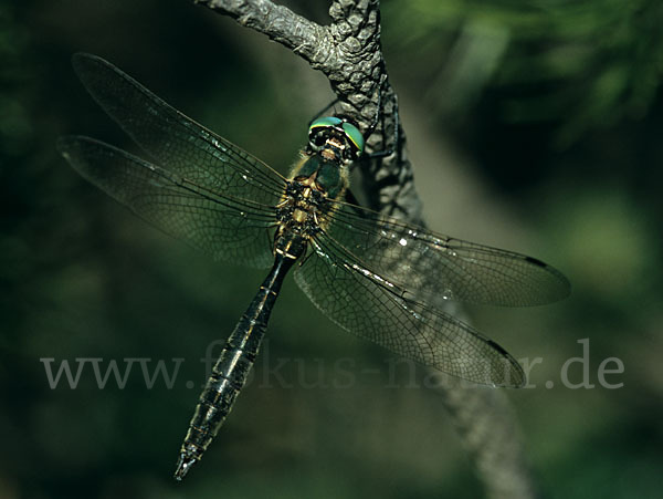 Alpen-Smaragdlibelle (Somatochlora alpestris)