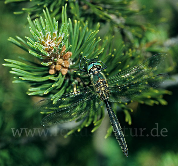 Alpen-Smaragdlibelle (Somatochlora alpestris)